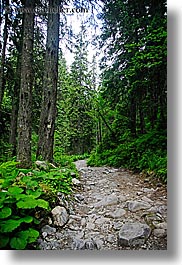 images/Europe/Slovakia/Forest/rocky-path-thru-trees-1.jpg