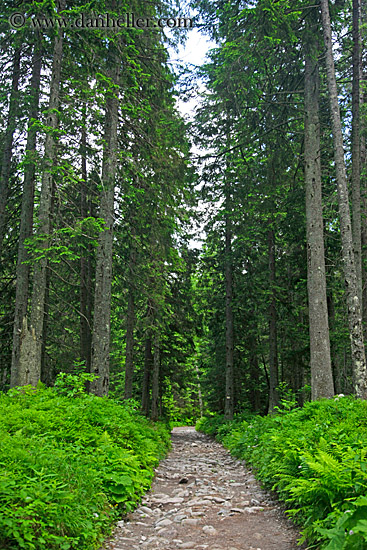 rocky-path-thru-trees-2.jpg