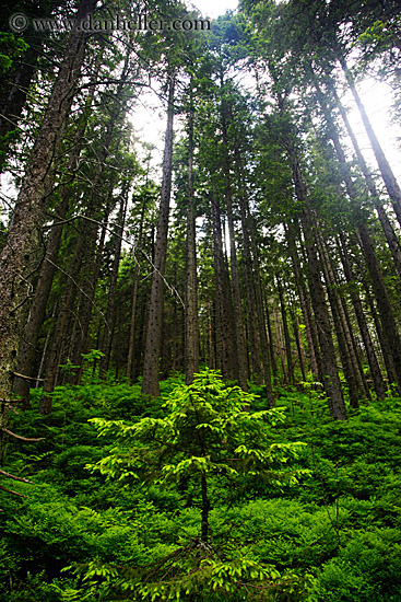 small-tree-in-tall-forest.jpg