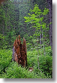 images/Europe/Slovakia/Forest/tree-stump-n-new-growth.jpg