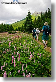 images/Europe/Slovakia/Hikers/hiking-by-wildflowers-1.jpg