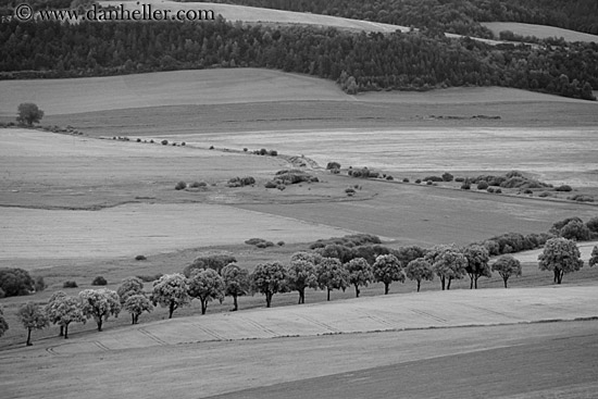 row-of-trees-bw.jpg