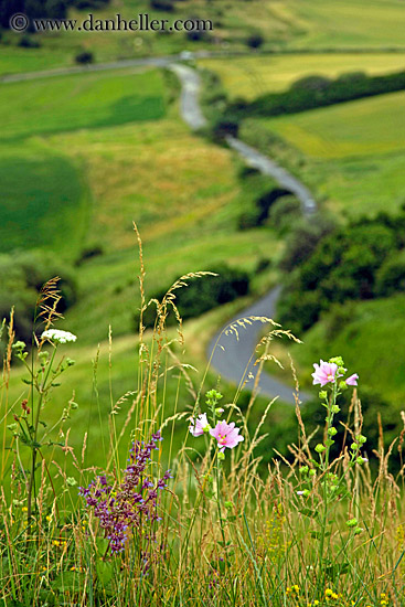 wildflowers-n-road.jpg