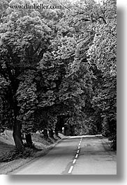 black and white, europe, lined, nature, plants, roads, slovakia, streets, tree tunnel, trees, vertical, photograph