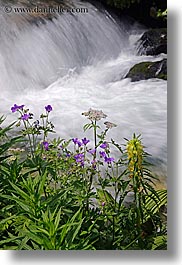images/Europe/Slovakia/Water/flowers-n-flowing-river-1.jpg