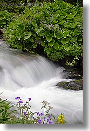 images/Europe/Slovakia/Water/flowers-n-flowing-river-2.jpg