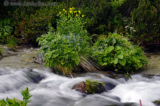 flowers-n-flowing-river-4.jpg