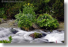 images/Europe/Slovakia/Water/flowers-n-flowing-river-4.jpg