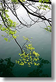 images/Europe/Slovenia/Bled/Misc/branch-water-reflection-1.jpg
