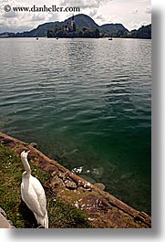 birds, bled, europe, lakes, slovenia, swans, vertical, photograph