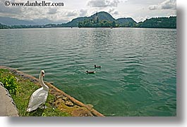 birds, bled, europe, horizontal, lakes, slovenia, swans, photograph
