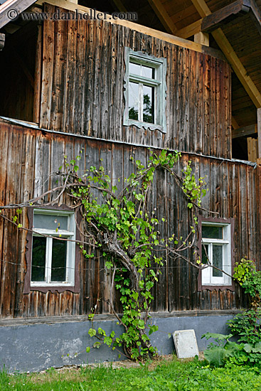 ivy-on-barn.jpg