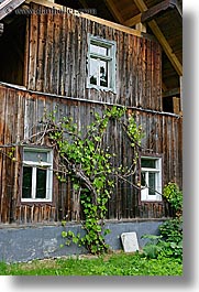 images/Europe/Slovenia/Bohinj/DoorsWindows/ivy-on-barn.jpg