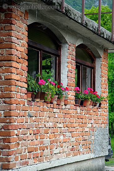 pink-geraniums-bricks.jpg