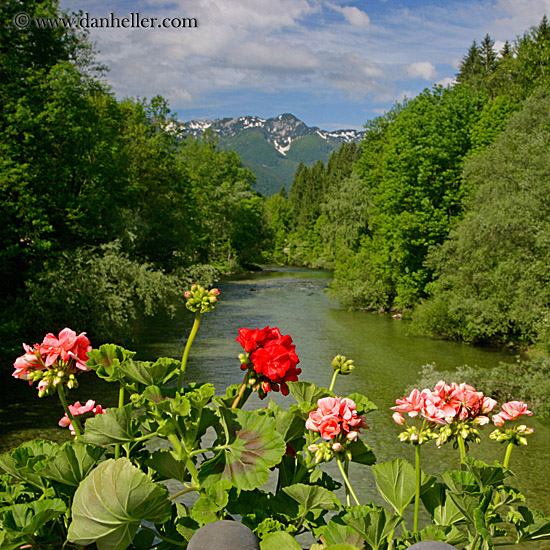 geraniums-river-mtns.jpg