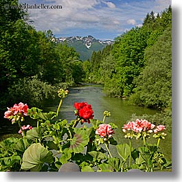 bohinj, europe, flowers, geraniums, mountains, rivers, slovenia, square format, photograph