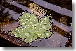 images/Europe/Slovenia/Bohinj/Flowers/leaf-w-droplets-1.jpg
