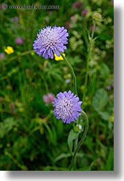 images/Europe/Slovenia/Bohinj/Flowers/purple-flowers.jpg