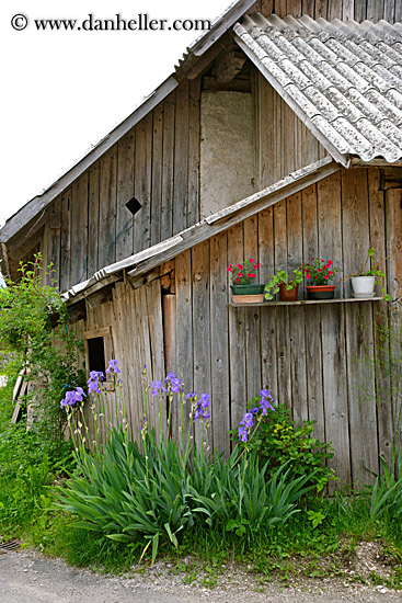 purple-orchids.jpg