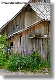 barn, bohinj, europe, flowers, orchids, purple, slovenia, vertical, photograph