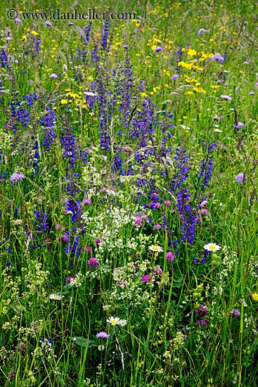 wildflowers-1.jpg