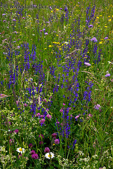 wildflowers-3.jpg