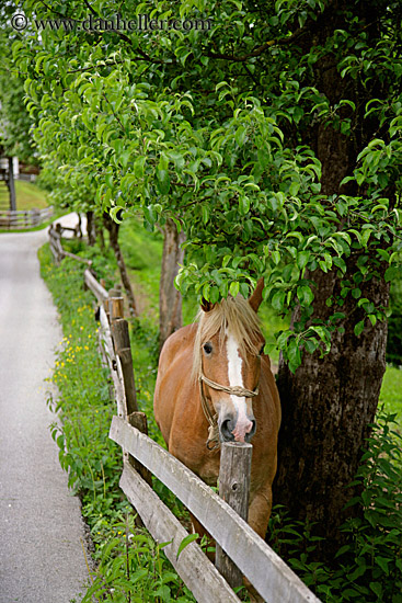 haflinger-2.jpg