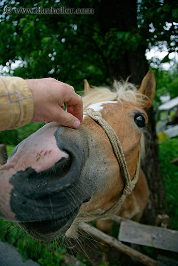 haflinger-5.jpg