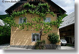 images/Europe/Slovenia/Bohinj/Misc/ivy-wall-1.jpg
