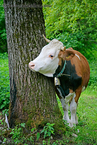 tree-hug-cow-2.jpg