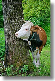 images/Europe/Slovenia/Bohinj/Misc/tree-hug-cow-2.jpg