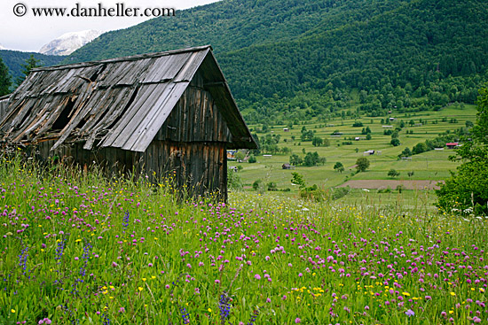 old-shed-n-wildflowers-5.jpg