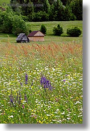 images/Europe/Slovenia/Bohinj/Scenics/wildflowers-n-barn-01a.jpg