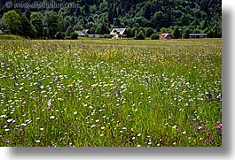 images/Europe/Slovenia/Bohinj/Scenics/wildflowers-n-barn-05.jpg