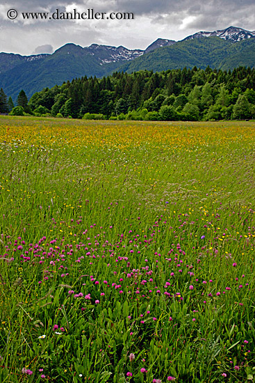 wildflowers-n-mtns-1.jpg