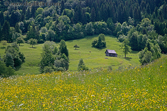 wildflowers-n-shed-1.jpg