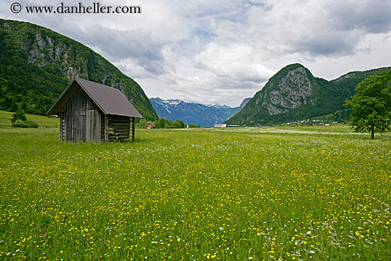 wildflowers-n-shed-2.jpg