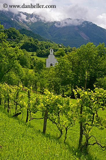 church-n-grape_vines.jpg