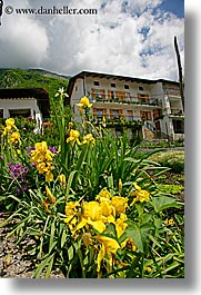images/Europe/Slovenia/Dreznica/yellow-flowers.jpg