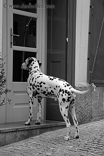 dalmation-at-door-1.jpg