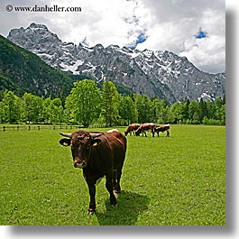 images/Europe/Slovenia/LogarskaDolina/Cows/cows-n-mtns-1.jpg