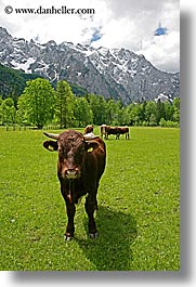 images/Europe/Slovenia/LogarskaDolina/Cows/cows-n-mtns-2.jpg