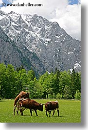 images/Europe/Slovenia/LogarskaDolina/Cows/cows-n-mtns-3.jpg