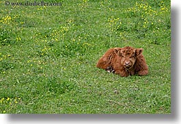 images/Europe/Slovenia/LogarskaDolina/Cows/highland-cattle-1.jpg