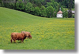 images/Europe/Slovenia/LogarskaDolina/Cows/highland-cattle-2.jpg