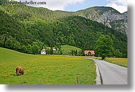 images/Europe/Slovenia/LogarskaDolina/Cows/highland-cattle-3.jpg
