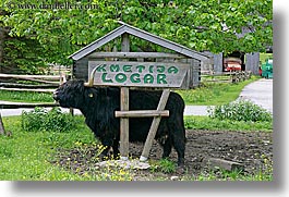 images/Europe/Slovenia/LogarskaDolina/Cows/highland-cattle-4.jpg