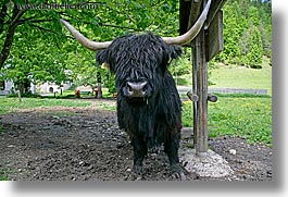 images/Europe/Slovenia/LogarskaDolina/Cows/highland-cattle-5.jpg