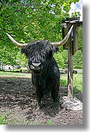 images/Europe/Slovenia/LogarskaDolina/Cows/highland-cattle-6.jpg