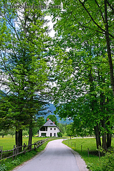 road-thru-tree-tunnel-2.jpg